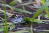 Żaba moczarowa (Rana arvalis)_2
