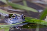 Żaba moczarowa (Rana arvalis)_3