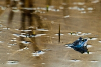 Żaba moczarowa (Rana arvalis)_4