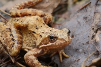 Żaba trawna (Rana temporaria)_1