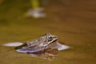 Żaba trawna (Rana temporaria)_2
