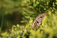 Jaszczurka zwinka (Lacerta agilis)_1
