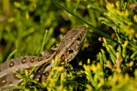 Jaszczurka zwinka (Lacerta agilis)_2