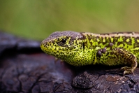 Jaszczurka zwinka (Lacerta agilis)_3