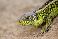 Jaszczurka zwinka (Lacerta agilis)_4