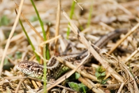 Jaszczurka zwinka (Lacerta agilis)_5