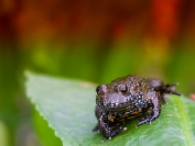 Kumak nizinny (Bombina bombina)_1