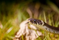 Zaskroniec zwyczajny (Natrix natrix)_1