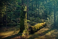 Roztoczański Park Narodowy_1