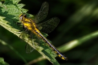 Gadziogłówka pospolita (Gomphus vulgati)ssimus_1