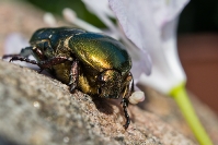 Kruszczyca złotawka (Cetonia aurata)_1