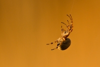 Krzyżak ogrodowy (Araneus diadematus)_1