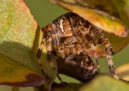 Krzyżak ogrodowy (Araneus diadematus)_2