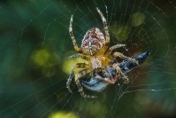 Krzyżak ogrodowy (Araneus diadematus)_3
