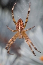 Krzyżak ogrodowy (Araneus diadematus)_4