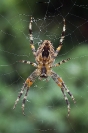 Krzyżak ogrodowy (Araneus diadematus)_5