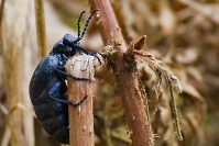 Oleica fioletowa (Meloe violaceus)_1