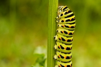 Paź królowej (Papilio machaon) gąsienica, larwa_2