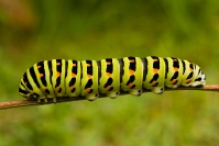 Paź królowej (Papilio machaon) gąsienica, larwa_4