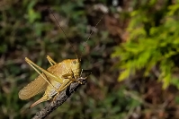 Pasikonik żółty Tettigonia viridissima var. flava_1