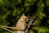 Pasikonik żółty Tettigonia viridissima var. flava_2