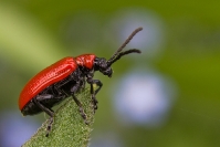 Poskrzypek liliowy (Lilioceris lilii)_1