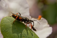 Srogoń napastnik (Rhynocoris annulatus)_1