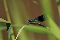 Świtezianka dziewica (Calopteryx virgo)_1