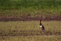 Bocian czarny (Ciconia nigra)_1