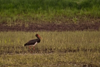 Bocian czarny (Ciconia nigra)_2