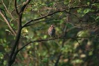 Drozd śpiewak (Turdus philomelos)_1