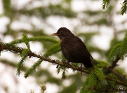 Drozd śpiewak (Turdus philomelos)_2