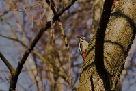 Dzięcioł duży (Dendrocopos major) _1