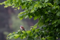 Gąsiorek (Lanius collurio)_1