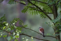 Gąsiorek (Lanius collurio)_2