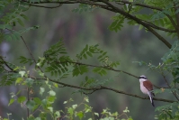 Gąsiorek (Lanius collurio)_3