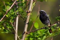 Kopciuszek (Phoenicurus ochruros)_1