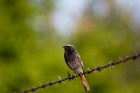 Kopciuszek (Phoenicurus ochruros)_2