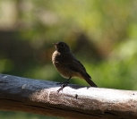 Kopciuszek (Phoenicurus ochruros)_3