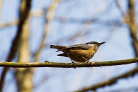 Kowalik zwyczajny (Sitta europaea)_1