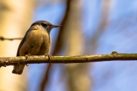 Kowalik zwyczajny (Sitta europaea)_2