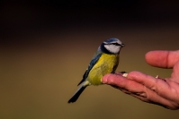 Sikora modra - modraszka (Cyanistes caeruleus)_1