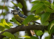 Sikora modra (Cyanistes caeruleus)_1