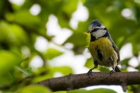 Sikora modra (Cyanistes caeruleus)_2