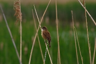Trzciniak (Acrocephalus arundinaceus)_1