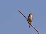 Trzciniak (Acrocephalus arundinaceus)_2