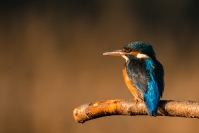 Zimorodek (Alcedo atthis)_1