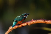Zimorodek (Alcedo atthis)_1