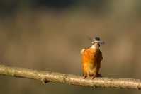 Zimorodek (Alcedo atthis)_2