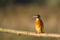 Zimorodek (Alcedo atthis)_3